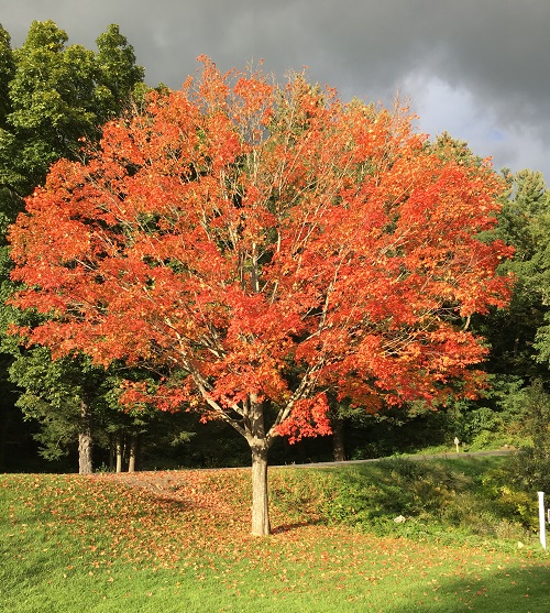 red-maple-crop-500x