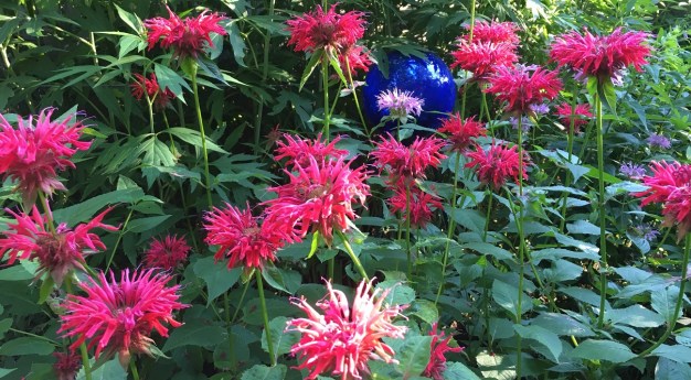 beebalm glorious--1200x