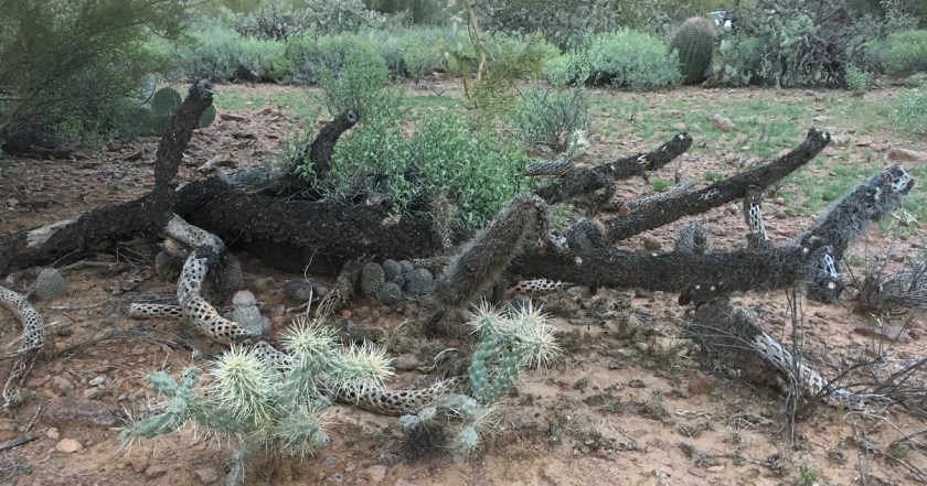 fallen cholla feeding other beings--1200x