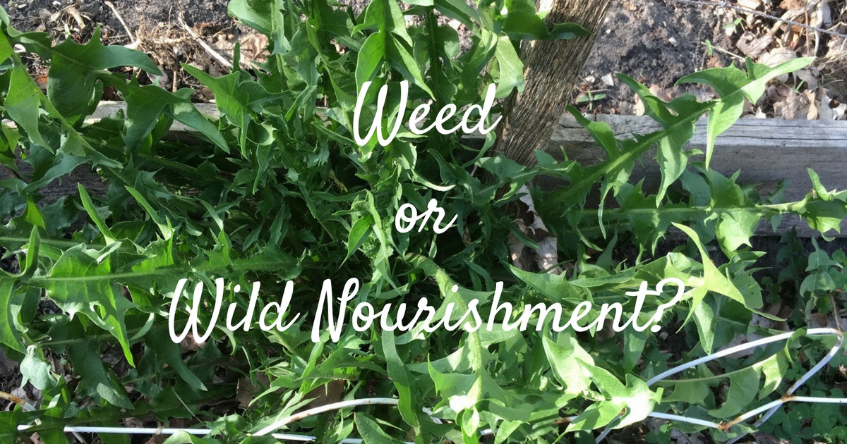 Weed or Wild&nbsp;Nourishment?