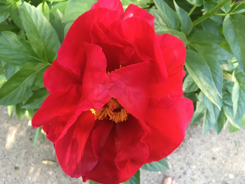 red peony partially closed-1200x